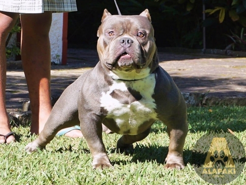 Produzidos